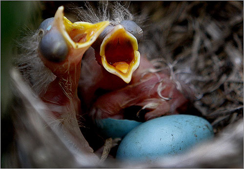 Ron Edmonds, Pulitzer Prize winner and head of the Associated Press's White House photo staff, recently discovered a new family at 1600 Pennsylvania Ave.: a mother robin and her newborn fledglings. Take a look at his photos of their hatching, and, for more bird-wordplay, read the AP's story.