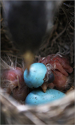 In this photo taken Thursday, the mother robin helped one of her hatchlings break out of its shell in their nest in a bush outside the White House Press Room.
