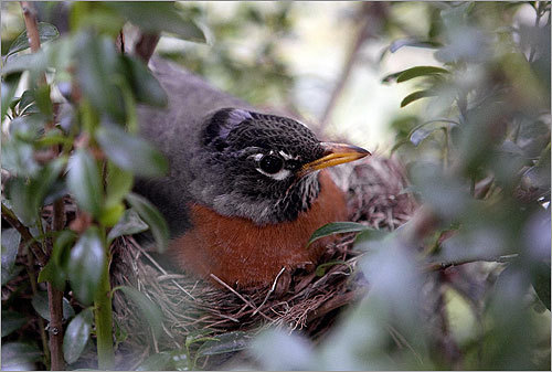 This is the mother robin, photographed by Edmonds on April 7, weeks before she gave birth to six robin chicks this week.