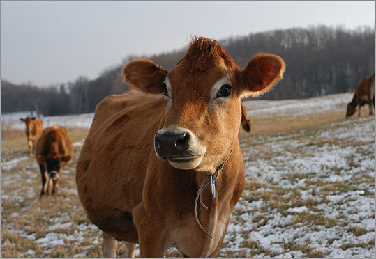 bovine cow