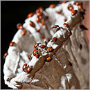 True Green - Creative conservation True Green - Creative conservation