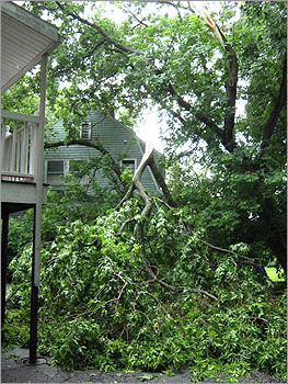A large branch came down next to homes in Newton. 'I'm clearly not going anywhere anytime soon,' said the photographer.