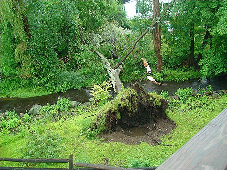 A tree stretched out over a stream in Waltham.