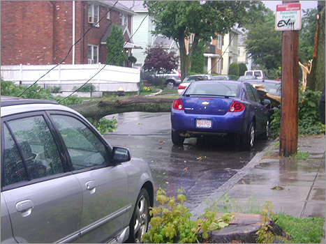 A fallen tree damaged the photographer's car parked on Claymoss Road in Brighton.