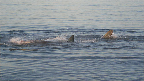 Tourist Terese M. Carena captured photos of a shark attacking a seal Aug. 20 close to the beach on the Cape Cod National Seashore. Bob Grant, the park's chief ranger, said the attack happened just north of the halfway point between two lifeguarded beaches, Race Point and Head of the Meadow. Shark sightings were a common occurrence in Massachusetts this summer, as thriving seal populations helped attract the carnivores (Information from this Boston Globe story.)