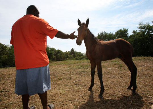 Wilfork owns harness racing horses and has applied for a thoroughbred license. The local stable where he keeps his horses had a foal born recently while Wilfork was visiting and it was named 'Big Vince.'