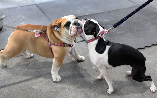 boston terrier and english bulldog