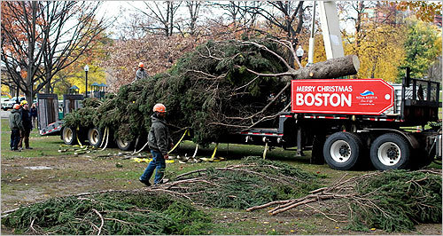 It's beginning to look a lot like Christmas in Boston. The 50-foot, 50-year-old white spruce arrived at the Boston Common on Friday, concluding its journey from Nova Scotia. Scroll through to see scenes from the Christmas tree's arrival.