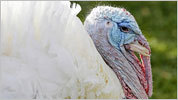 Scenes from the turkey pardon