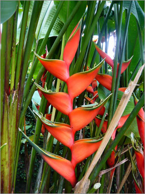 Vibrant heliconia blooms in an Abraão garden.