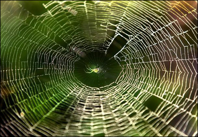 Spider web photo by Boston Globe staff photographer John Tlumacki