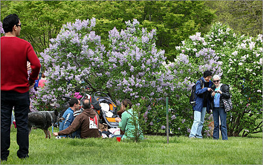 free events boston arnold arboretum