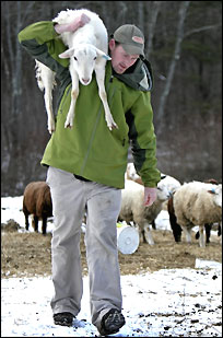 Aidan Davin carries a ewe