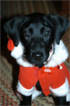 Three-month-old black lab Layla does her impression of Mrs. Claus. Writes her owner, Nicole Brown, of Shrewsbury, she 'didn't mind dressing up as Mrs. Claus at all -- she actually seemed to like it!'