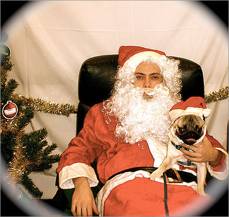 Homer, a 13-month-old Pug from the North End, sits with Santa at Petco.