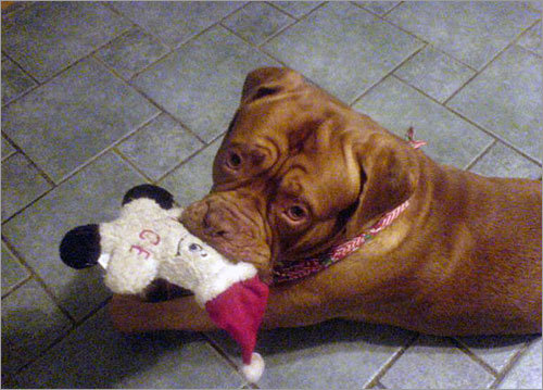 One-year-old Goliath, of Walpole, loves his new Christmas toy.