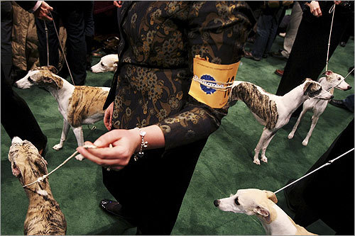 The 132d Westminster Kennel Club dog show has officially begun, and the dogs are primped for action. Here, whippets wait to enter the ring on the first day. The show runs today through tomorrow and is broadcast live tonight from 8-9 p.m. on USA Network and continuing from 9-11 p.m. on CNBC. For times and full broadcast information, click here .