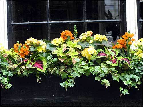 Colorful flowers in a black window box.