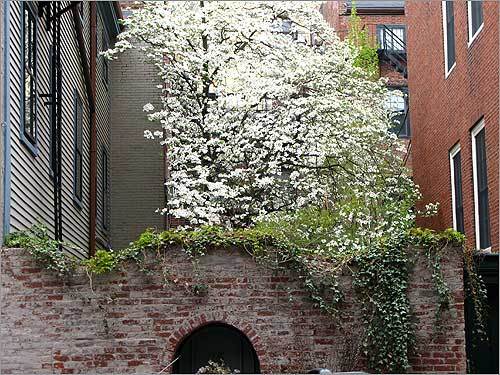 A flowering tree shoots up over a wall on Joy Street.