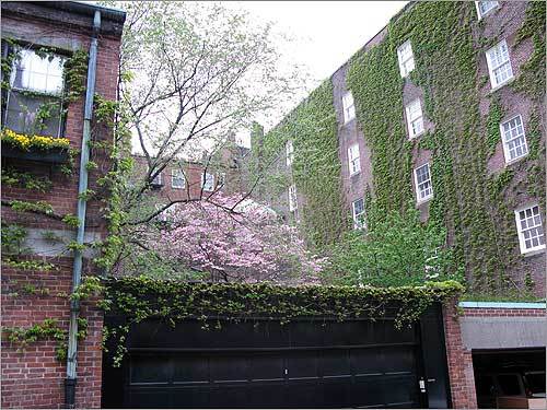 A pink tree towers over a garage.
