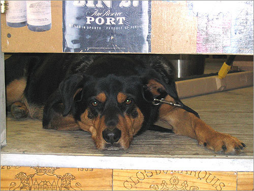 Jake comes to work at the Shawsheen Village Liquor Store in Andover every day. 'You can always catch Jake peeking out from under the stockroom’s swinging doors, which are opposite the front door. He loves watching to see who is coming in because he knows that his friends always stop by for a biscuit,' Sheri Helman writes.
