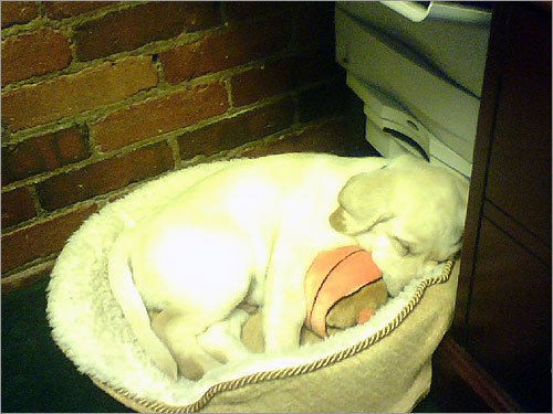 Bentley takes a nap on the job in Lisa Cardoza's office.