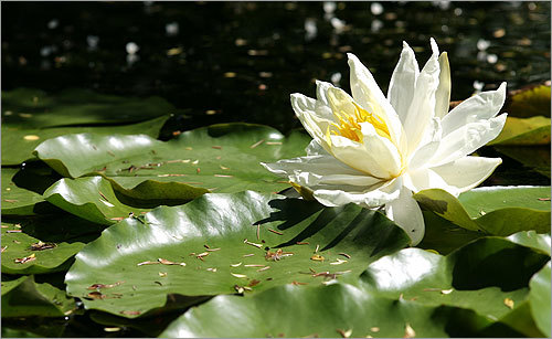 A pond lilypad blooms a flower in the Japanese Garden at Hamilton's home.