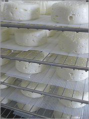 'Shushan Snow': Camembert-like cheeses cure on racks in the cheese room.