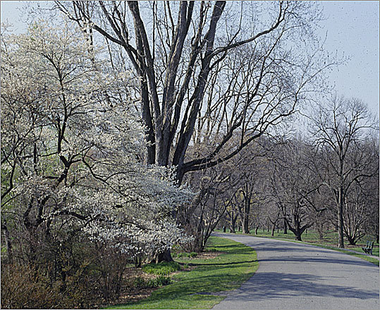 arnold arboretum bike path