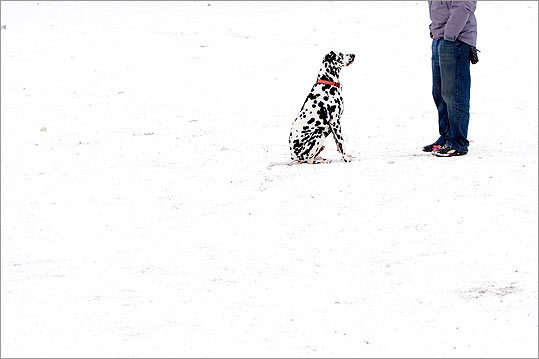 By Dina Rudick, Somerville, March 1 As newspaper photographers, we constantly get these assignments that basically no one else will ever want to do. If you look outside and it looks like you don’t want to be out there, that probably means I have an assignment to go photograph it. I went to a dog park in Somerville and I saw this huge blanket, this field of snow, which made me think, “There’s a picture here somewhere.” I found a park bench I could stand on so I could clean up my background. And then I saw this great dog and I knew there was a composition there. I waited for the elements to come in and out of the frame. I treat it like a visual joke. I crack myself up. Then you get back into your car and you look for another picture.