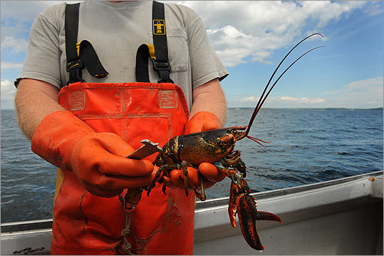 Dan Cosby measures a lobster's carapace to see if it's a 'keeper.'