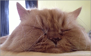 Popular/wacky pet names