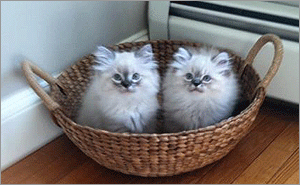 Popular/wacky pet names