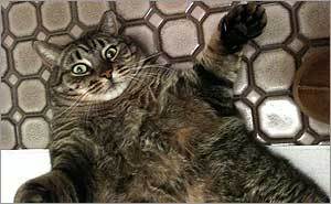 Popular/wacky pet names