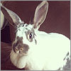 Your rabbits