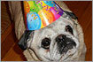 Your pet's birthday Your pet's birthday