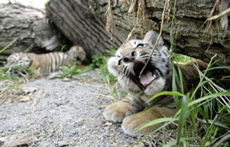 Siberian tiger cubs, now 2 months old, played in the open during their first public appearance with their mother, Rada, in a zoo in Almaty, Kazakhstan. Zookeepers named the three cubs Gaukhar, Zeya, and Amur.