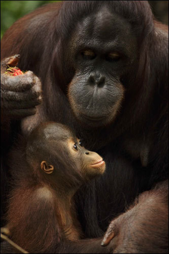 Bento, a 14-month-old Bornean orangutan (Pongo pygmaeus), sat with his mother, Binte, during an afternoon feeding session at the Singapore Zoo.