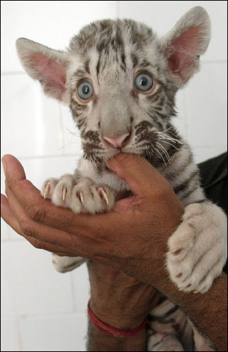 Gullu, a 2-month-old white tiger cub, sucked the thumb of its attendant at Chhatbir Zoo, in the northern Indian state of Punjab. Gullu was rejected by its mother, Shanti, at birth but has started taking liquids, the attendant said.