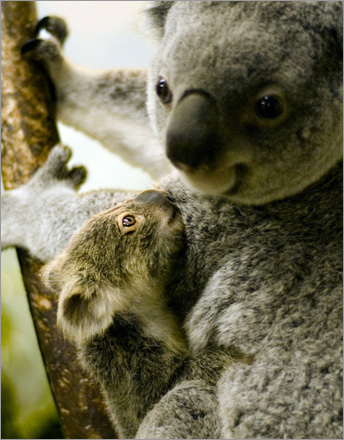 A baby koala is seen with its mother at the Aquarium Zoo Park in Madrid.