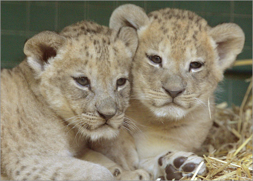 Two baby lions play in their enclosure in the Berlin zoo.