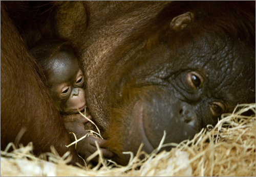 Anak, a 31-year-old orangutan, holds her 5-day-old baby, Apie, in her arms. The baby was born in captivity at Ouwehands Zoo in Rhenen, Netherlands.