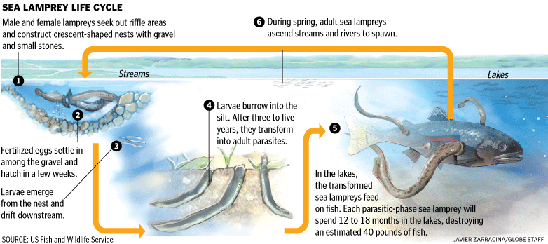 Sea lamprey life cycle - Boston.com