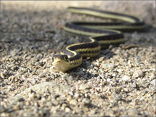 yellow snake with black stripes in nm