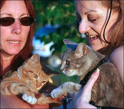 Cats Jasper (left) and Jillian with their new owner Sally Holland (right) and friend Kelly Curtis. The photo was taken when the cats reached Maine, before they were driven to Canada.