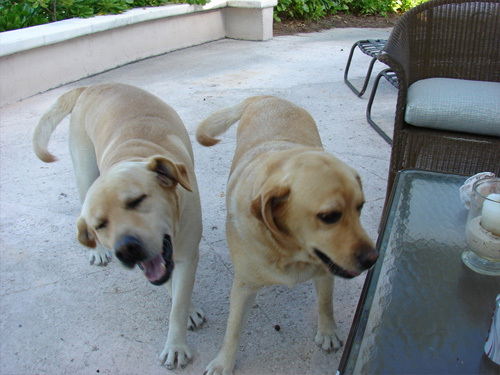 Welcome Wagon: Island Dogs Zeke and Lulu