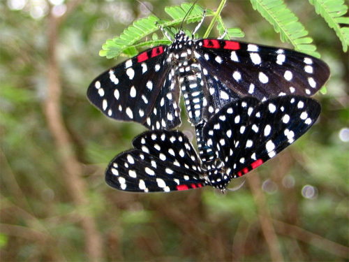 two butterflies discovered during our walk through the sugar cane plantation ruins