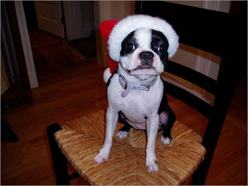 Tessie from Medford, Mass. enjoys wearing her Santa hat.