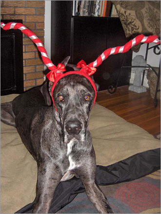 Owners Maureen and Tim said, 'Although his parents are 'bah humbug' when it comes to Christmas, Reb the Dane loves to get dressed up and celebrate.'