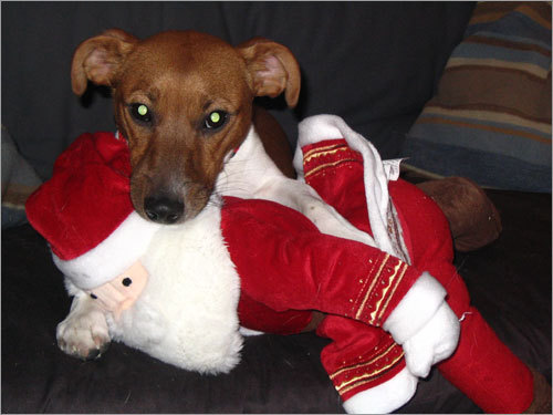 Marty the Jack Russel enjoys cuddling with Santa.
